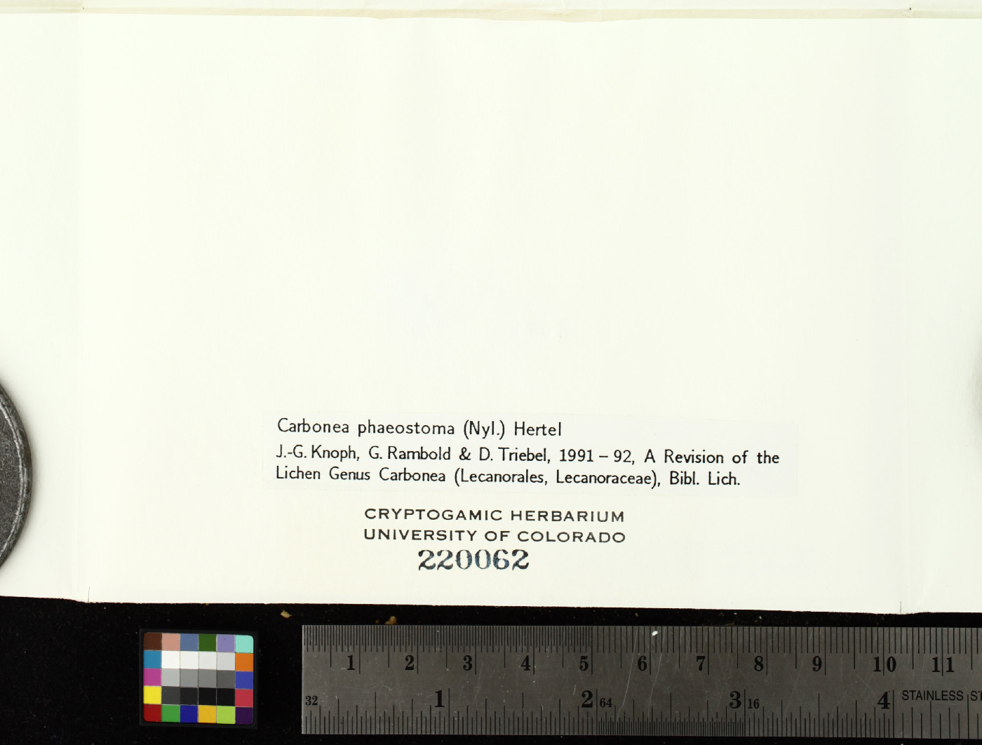 Carbonea phaeostoma image