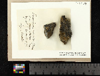Lecanora orbicularis image