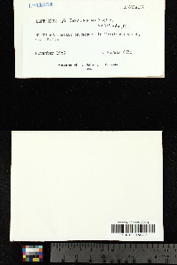 Leptogium tasmanicum image