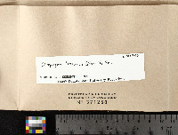 Oropogon loxensis image