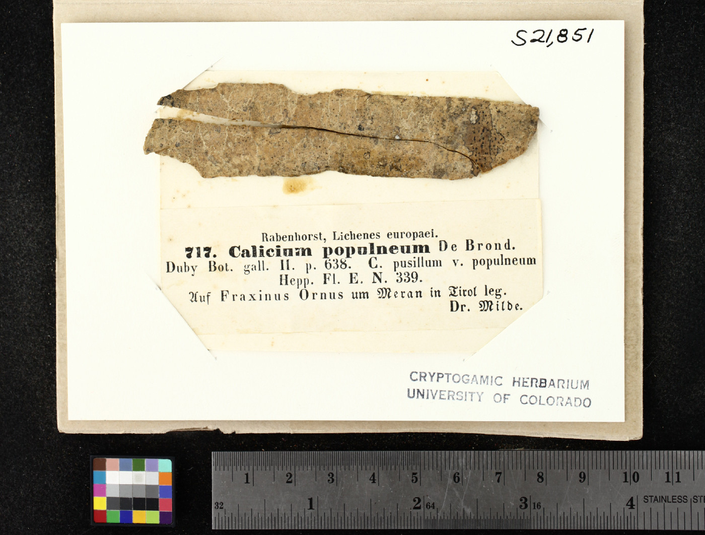 Phaeocalicium populneum image