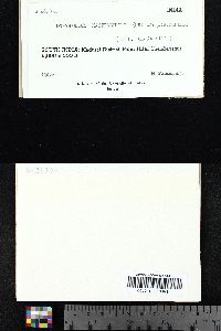 Sporopodium xantholeucum image