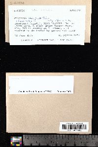 Cladonia corniculata image