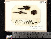 Tuckermanopsis sepincola image