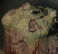 Lecanora strobilina image