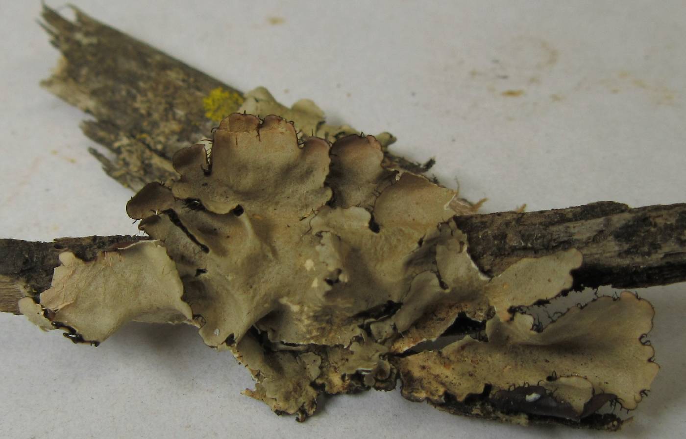 Parmotrema eurysacum image