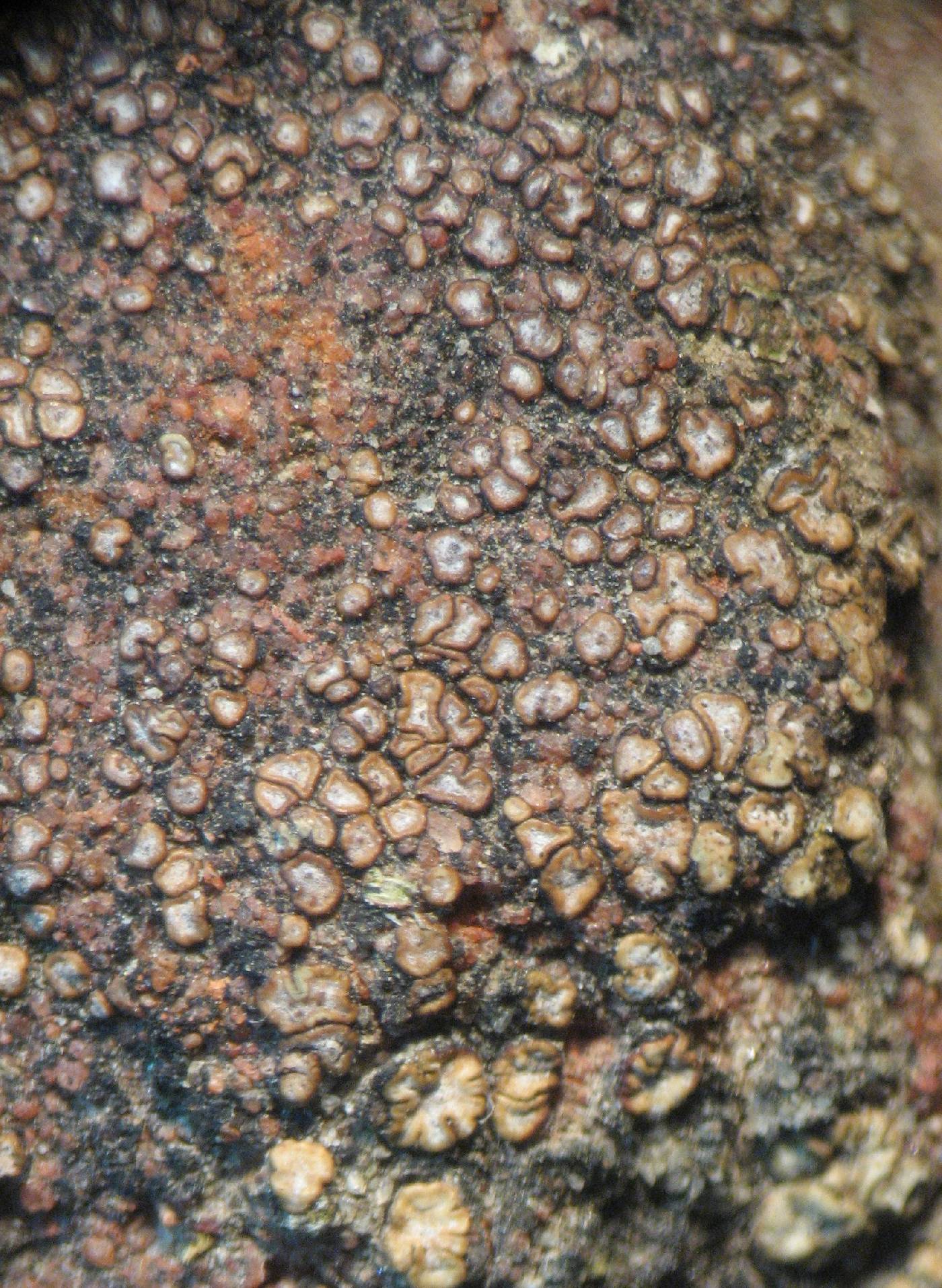 Acarospora nicolai image