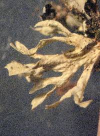 Ramalina sinensis image