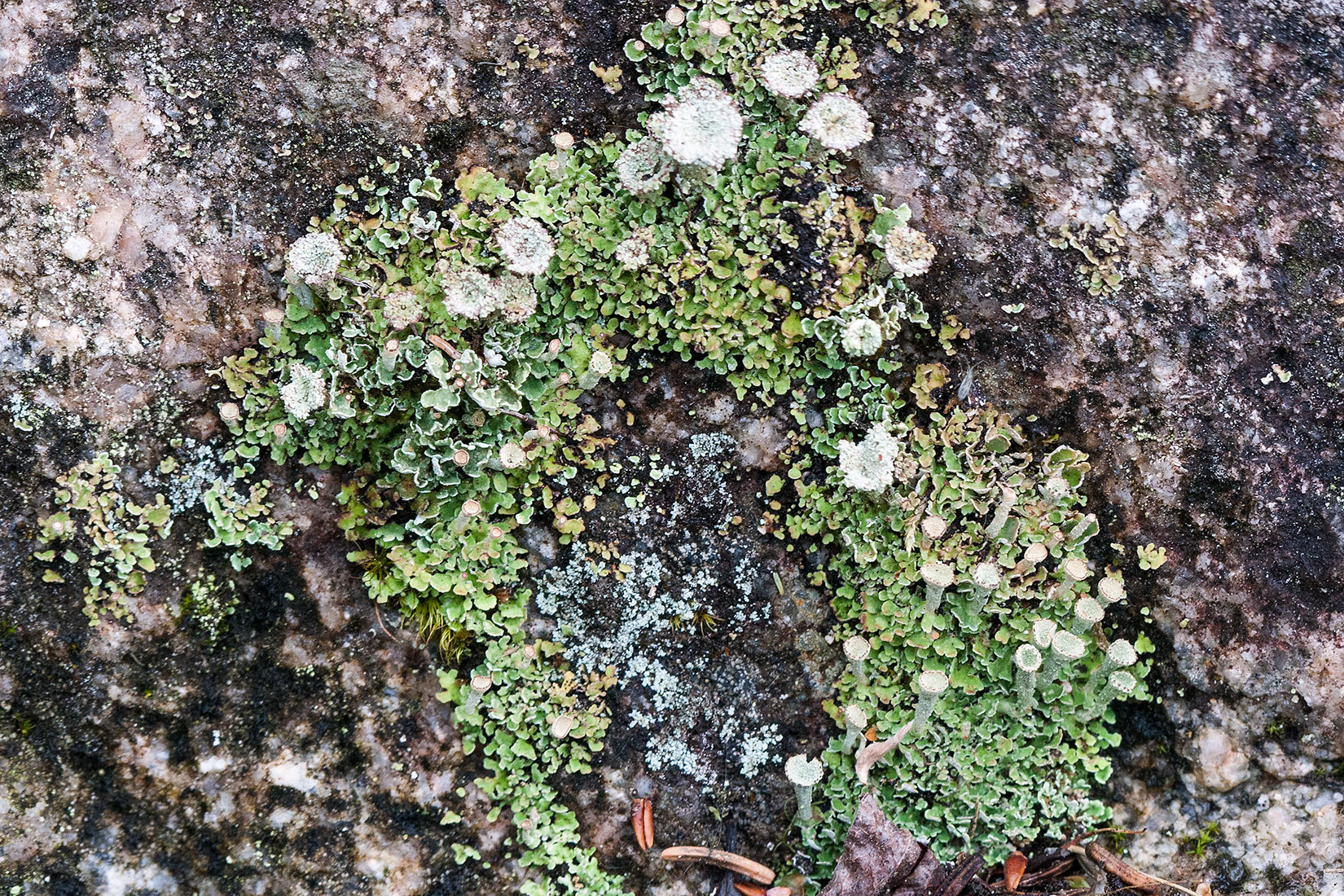 Cladonia pyxidata image