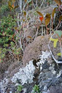 Cladonia appalachiensis image
