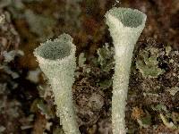 Image of Cladonia merochlorophaea