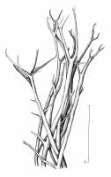 Image of Cladonia amaurocraea