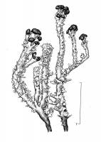 Cladonia bellidiflora image