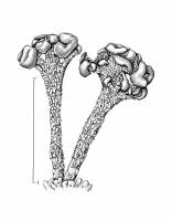 Cladonia botrytes image