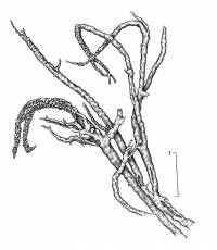 Image of Cladonia glauca