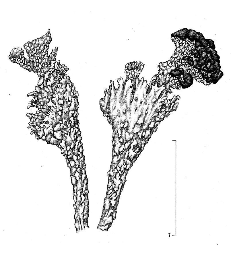 Cladonia metacorallifera image
