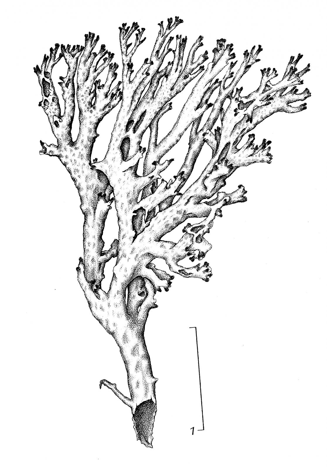 Cladonia thomsonii image