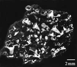 Cladonia hammeri image
