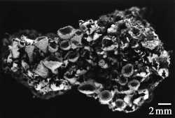 Image of Cladonia nashii
