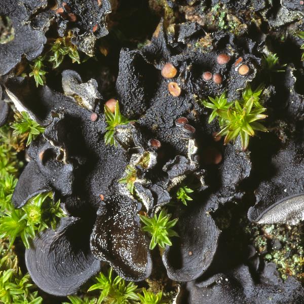 Leptogium rugosum image