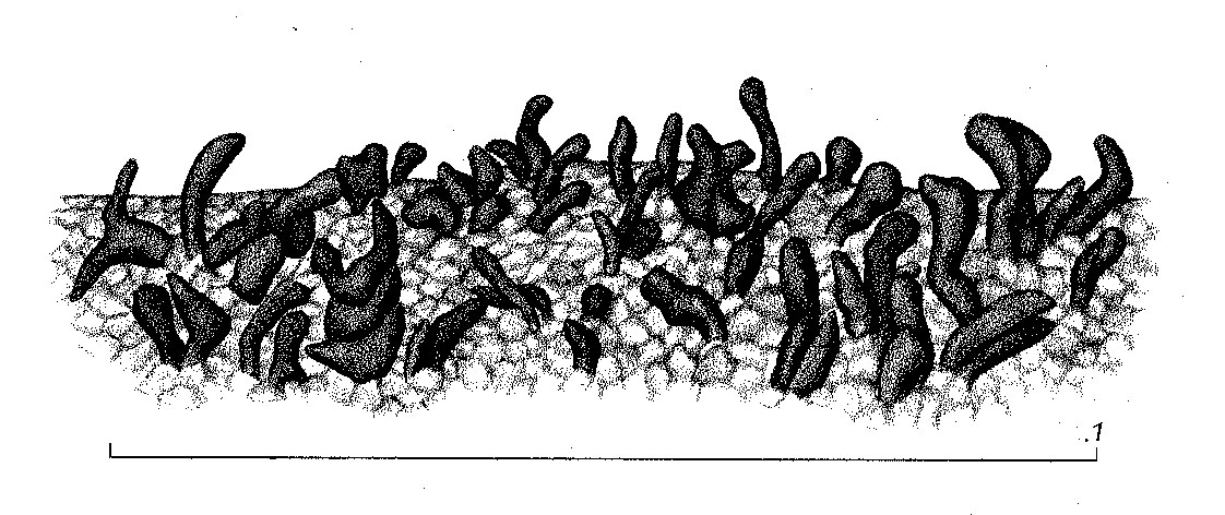 Leciophysma furfurascens image