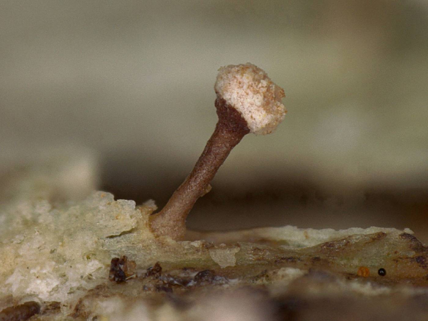 Sclerophora image