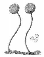 Chaenotheca furfuracea image