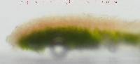 Acarospora rosulata image