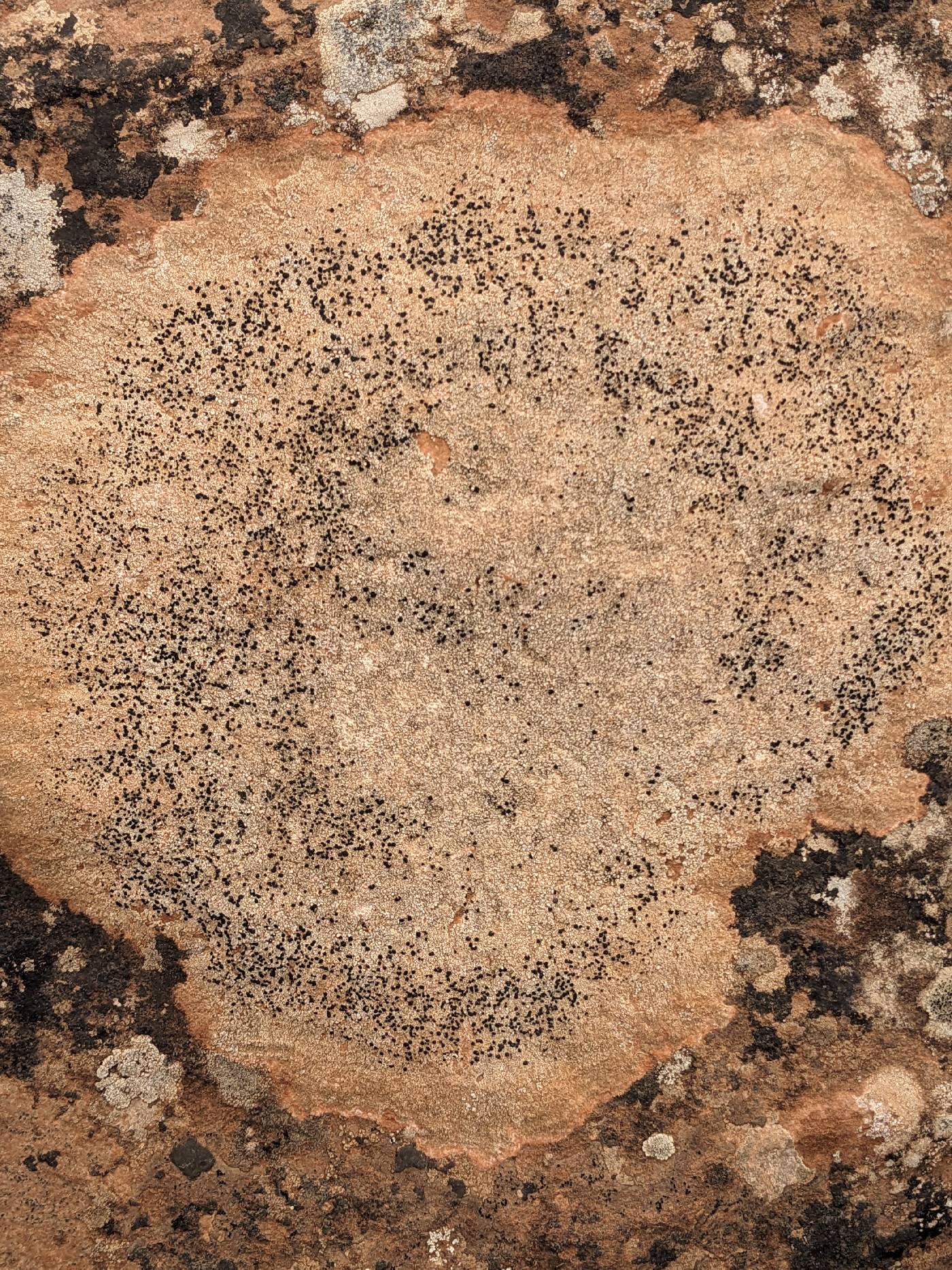 Polysporina oligospora image