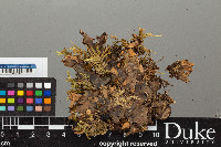 Peltigera neckeri image