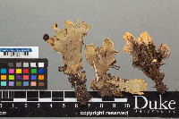 Peltigera malacea image