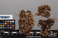 Peltigera malacea image