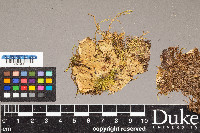 Peltigera chionophila image