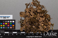 Peltigera praetextata image