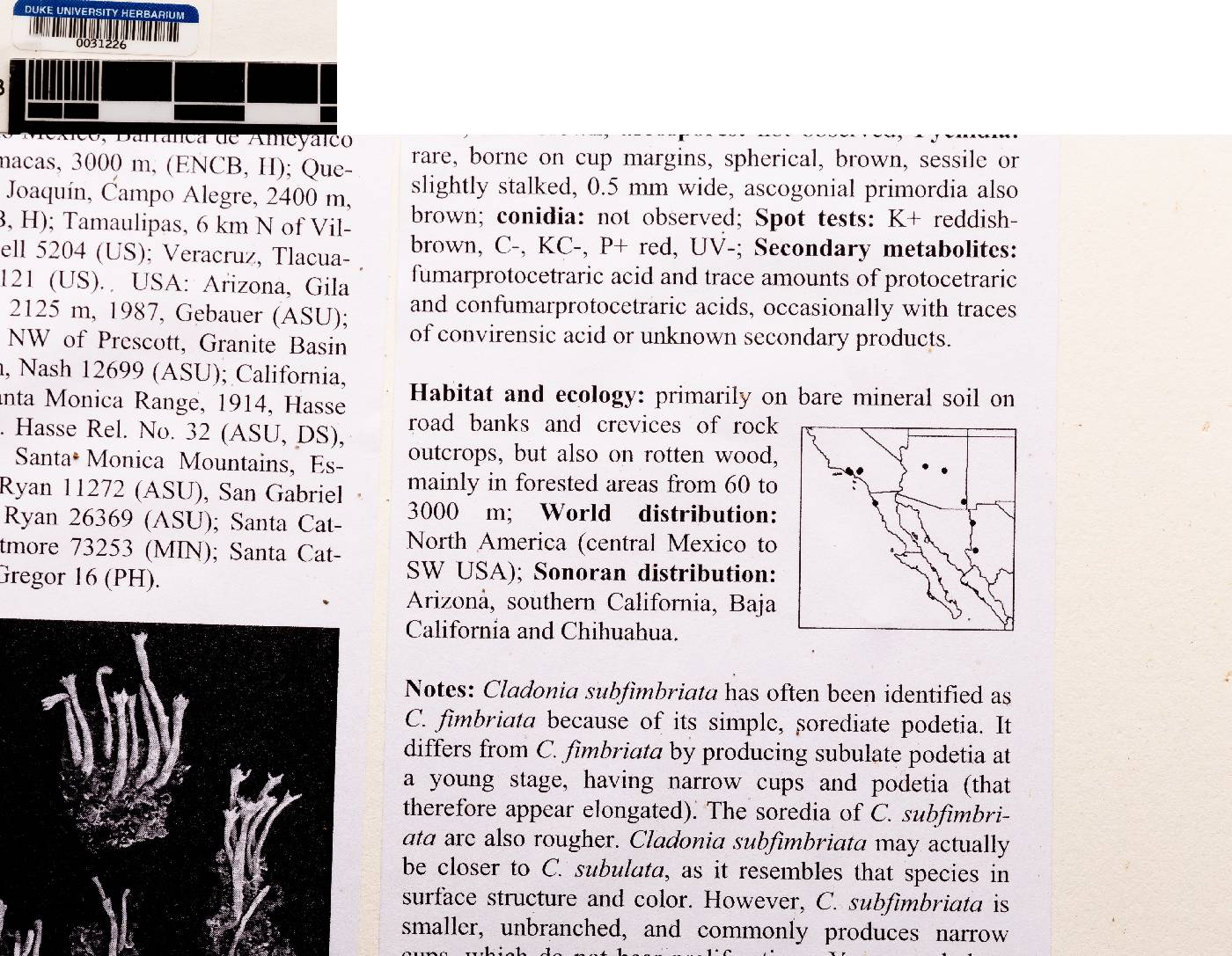 Cladonia subfimbriata image