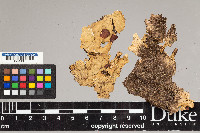 Peltigera aphthosa image