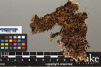 Peltigera horizontalis image