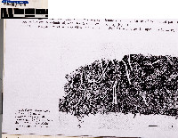 Cladonia norvegica image