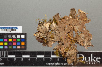 Peltigera evansiana image