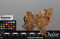 Peltigera praetextata image