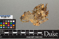 Peltigera neopolydactyla image