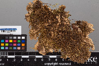 Peltigera praetextata image