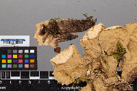 Peltigera chionophila image