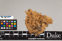 Peltigera aphthosa image