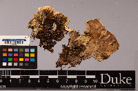 Peltigera aphthosa image