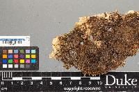 Peltigera canina image