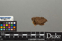 Peltigera leptoderma image