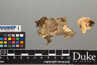 Peltigera evansiana image