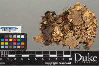 Peltigera horizontalis image