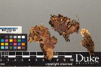 Peltigera horizontalis image